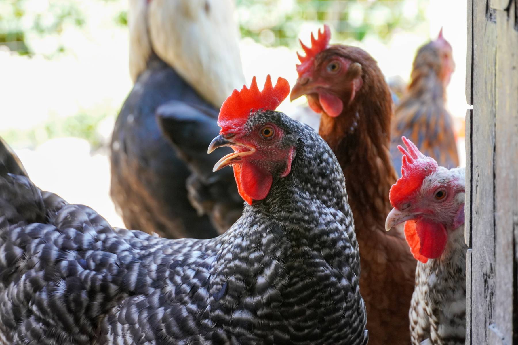 Respiratory Distress in Chickens